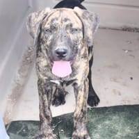 Liska, Hündin zur Adoption