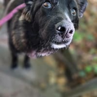 Wednesday - möchte endlich ankommen, Hündin zur Adoption