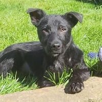 Michel - wartet in 76437 Rastatt, Hund zur Adoption