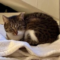 🌷Tolle Smiley sucht Zuhause🌷, Katze zur Adoption