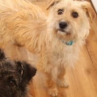 Filou ca 7 mon. ca 33 cm, Hund zur Adoption