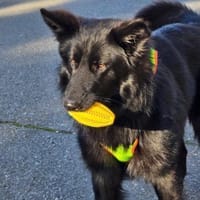 Wolfie ein Traunhund, Hund zur Adoption