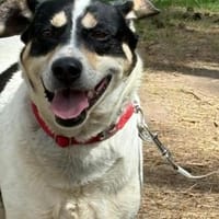🐾 Gino  liebevoller Begleiter, Hund zur Adoption