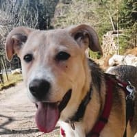 ❤Jessy...liebt Kinder und Katzen, Hündin zur Adoption