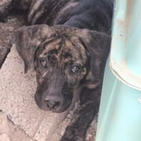 Leyla, Hündin zur Adoption
