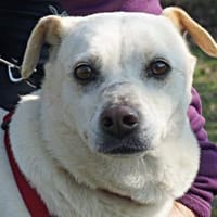 Coco, freundlich, menschenbezogen, Hündin zur Adoption