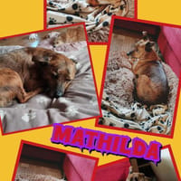 liebe kleine Mathilda auf PS 90562, Hündin zur Adoption