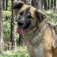 🐾 July  liebevolle, sanfte Hündin, Hündin zur Adoption