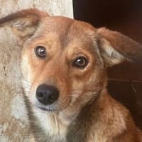 Foxy - liebe Hündin in 33647 Bielefeld, Hündin zur Adoption