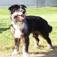 Ziggy - sucht Ruhe und Geborgenheit, Hund zur Adoption