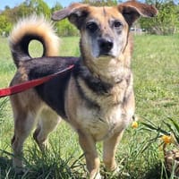 🐾 Viktoria  liebenswerte Hündin, Hündin zur Adoption