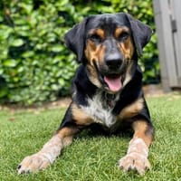 POLDI - etwas ruhiger den Tag gestalten, Hund zur Adoption