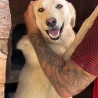 Argo wartet in Hessen!, Hund zur Adoption