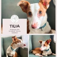 Tilia: Neugierige Podenga-Hündin, Hündin zur Adoption