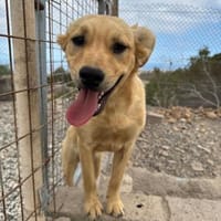 Bart, Hund zur Adoption