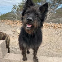 Valentino, Hund zur Adoption