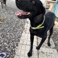 Lula, Hündin zur Adoption
