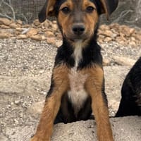Rudi, Hund zur Adoption