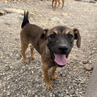 Lucy, Hündin zur Adoption