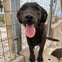 Bear, Hund zur Adoption