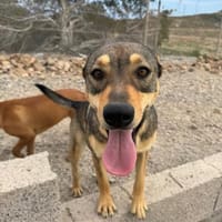 Darja, Hündin zur Adoption