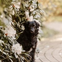 Mogli - sensibler Hund sucht Zuhause, Hund zur Adoption