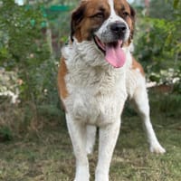Ruslan -Stark, sanft & voller Loyalität, Hund zur Adoption