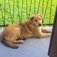 ATAO, chien à adopter