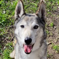 Iris, chienne à adopter