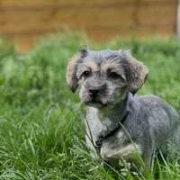 CRACOTTE, chienne à adopter