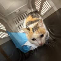 TRINITY, chatte à adopter