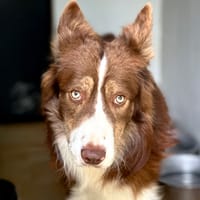 Phenix, chien à adopter