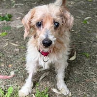 DYSON, chien à adopter