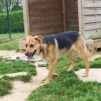 ANGEL, chienne à adopter
