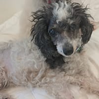 Erminette, chienne à adopter