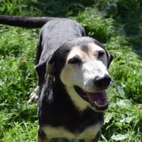 FILOU, chien à adopter