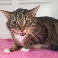 ISIS CHA, chatte à adopter