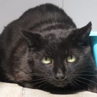 CHOCOLAT, chat à adopter