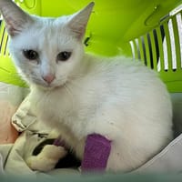 BLANCKA, chatte à adopter