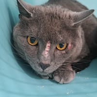 Euréka, chat à adopter