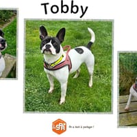 Tobby, chien à adopter