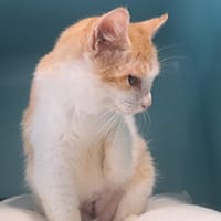 Châtaigne, chatte à adopter