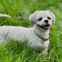 TOAST, chien à adopter