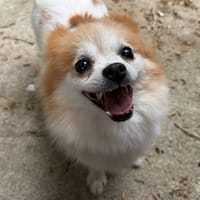 CHOUCHOU (en cours d'adoption), chienne à adopter