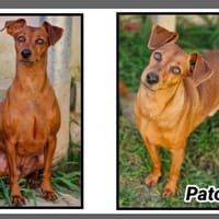 PATOU, chien à adopter