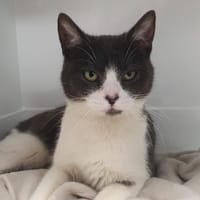FLORE CHA, chatte à adopter