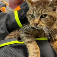 BIANCA, chatte à adopter
