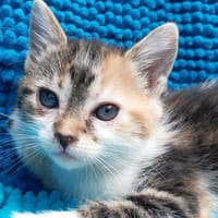 Potibouille, chatte à adopter