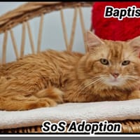 BAPTISTE, chat à adopter