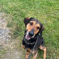 Snow, chien à adopter